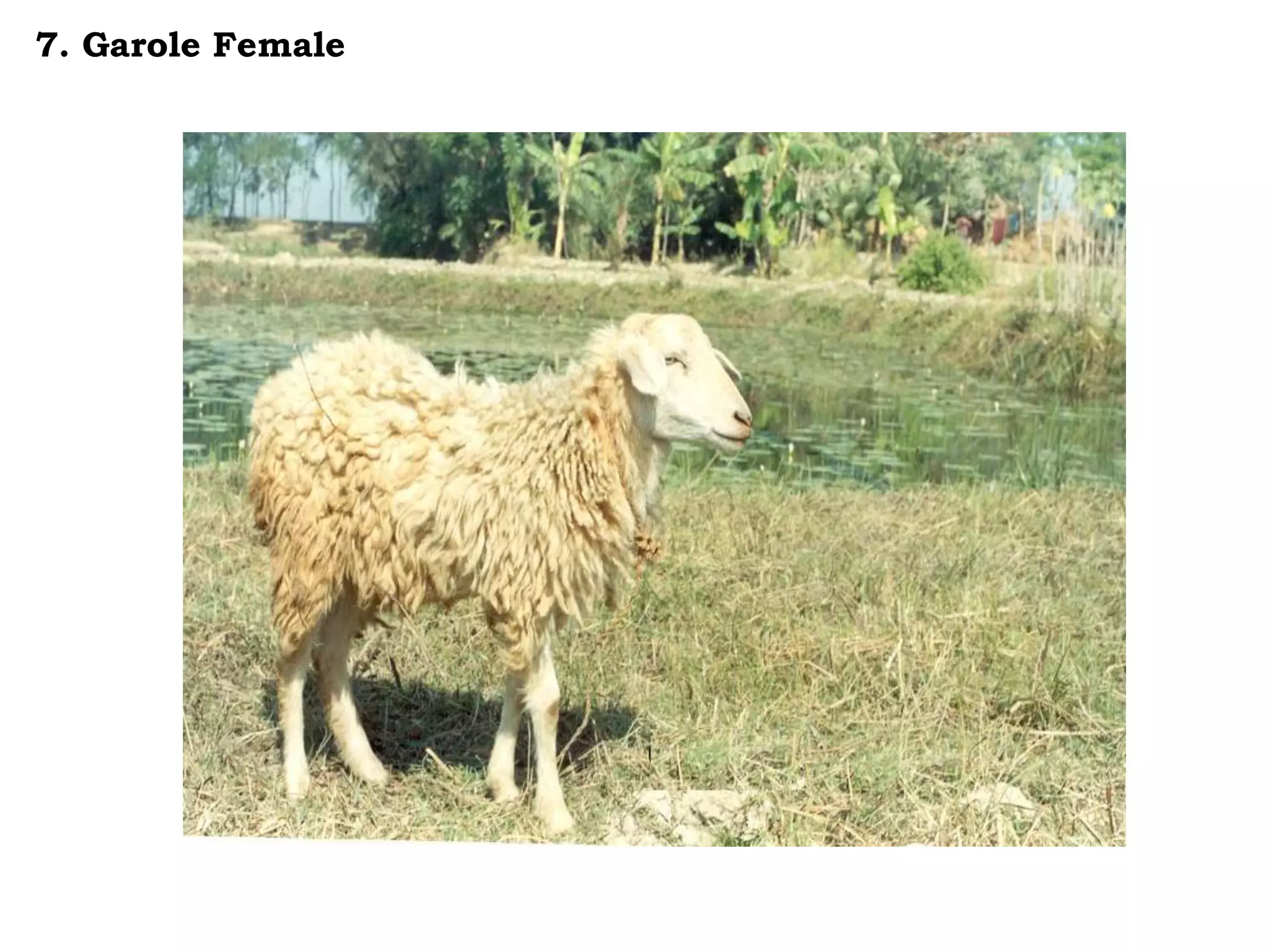 7. Garole Female
 
