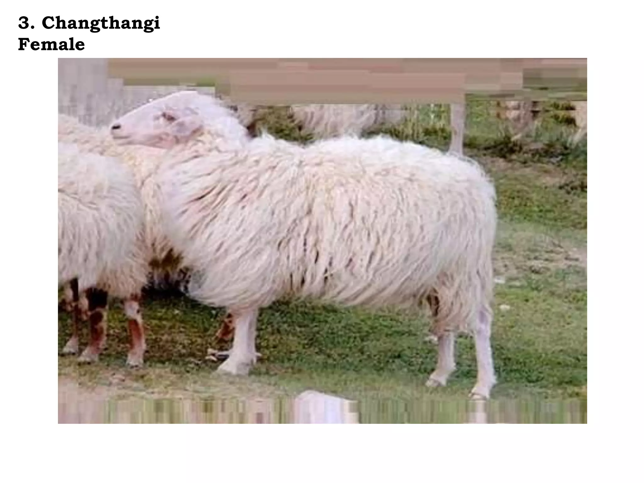 3. Changthangi
Female
 