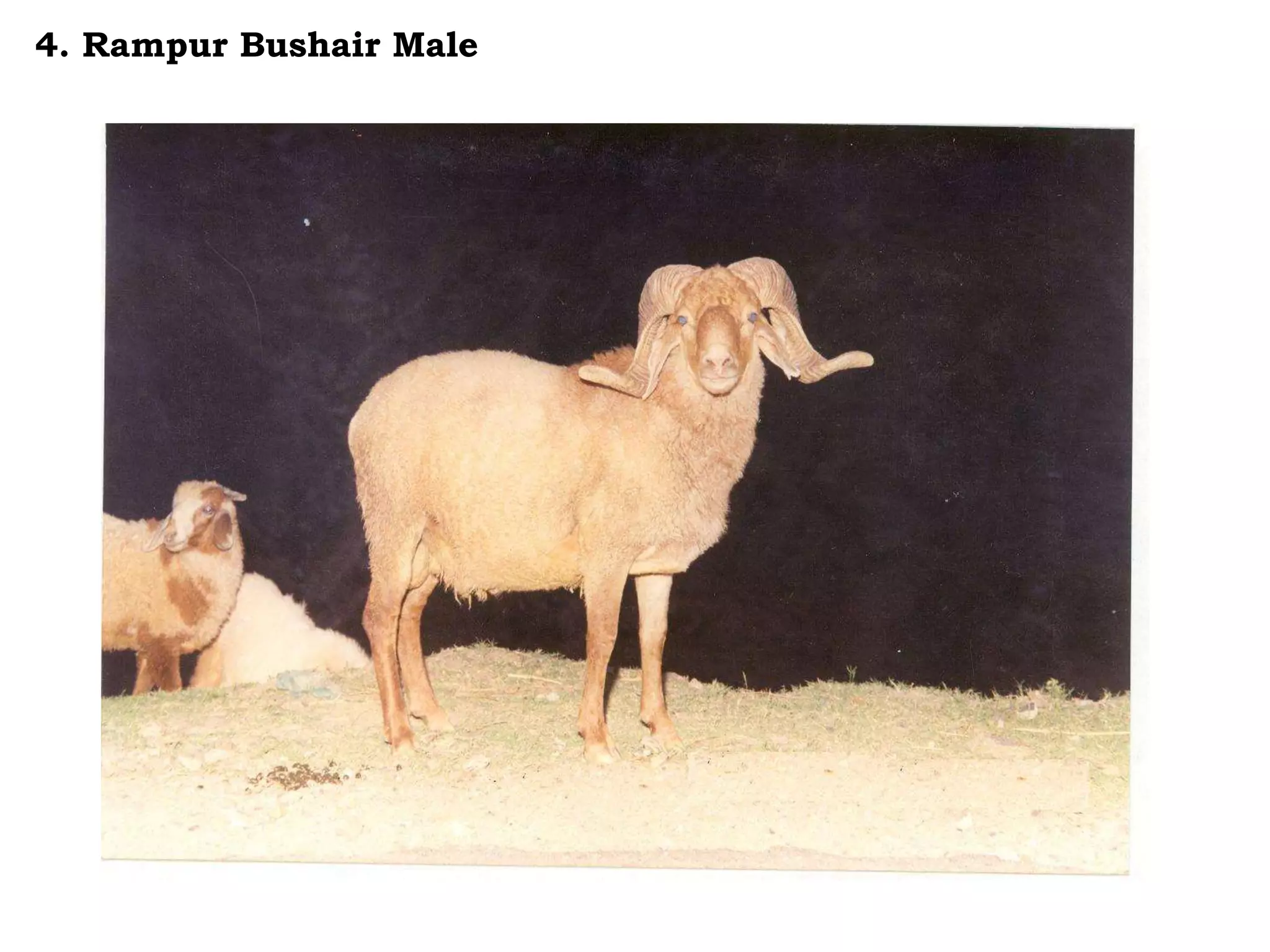 4. Rampur Bushair Male
 