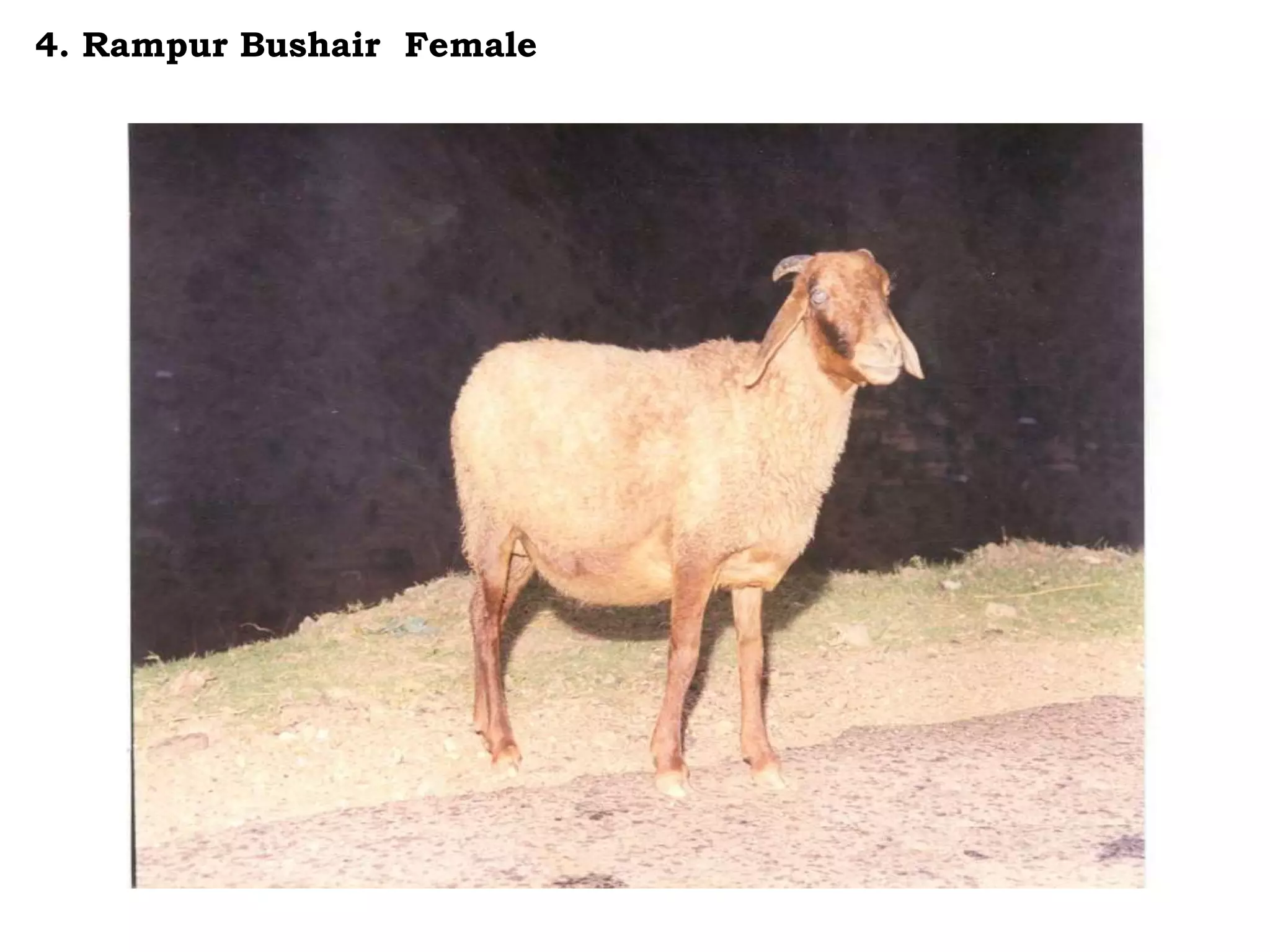 4. Rampur Bushair Female
 