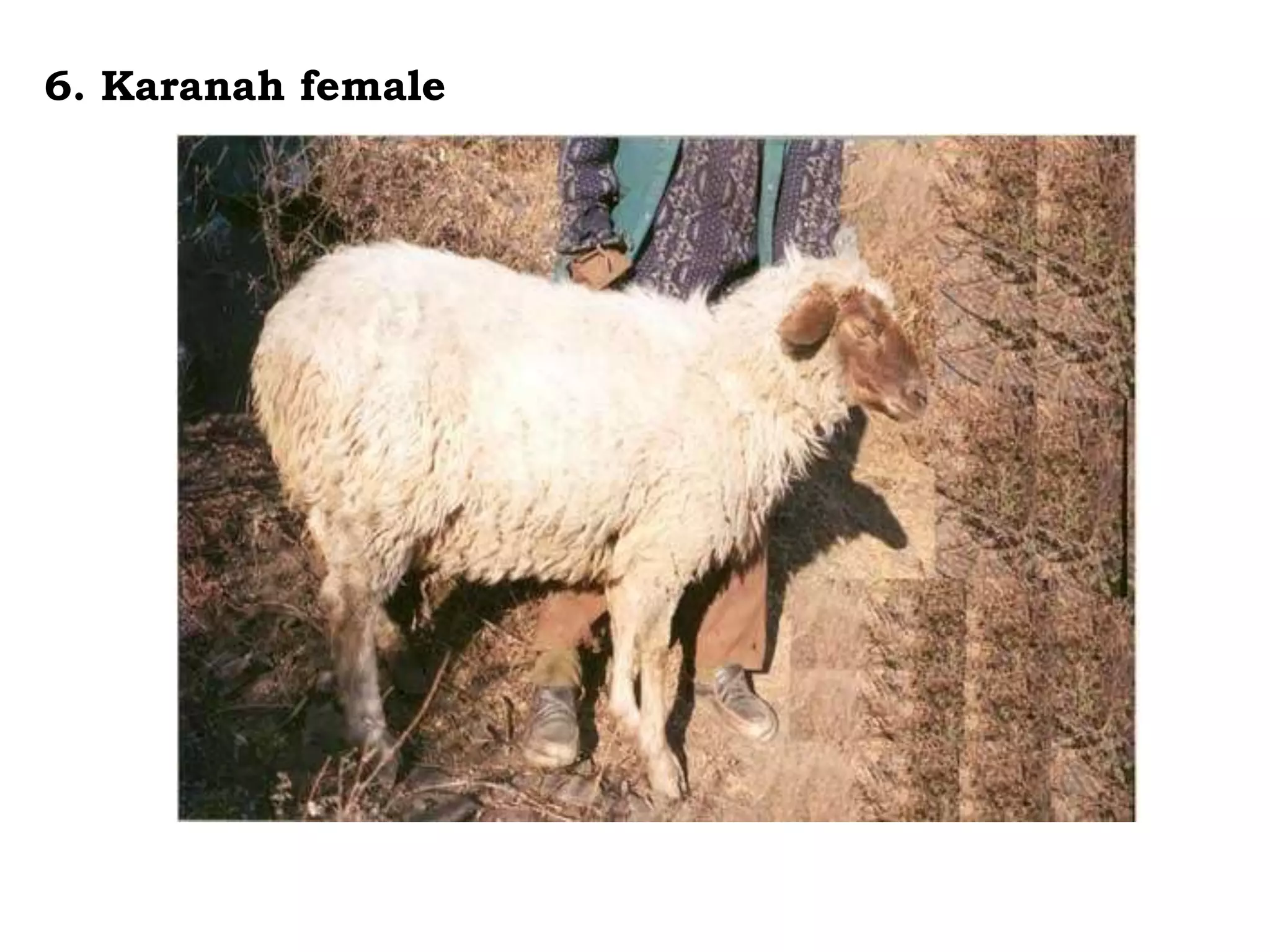 6. Karanah female
 