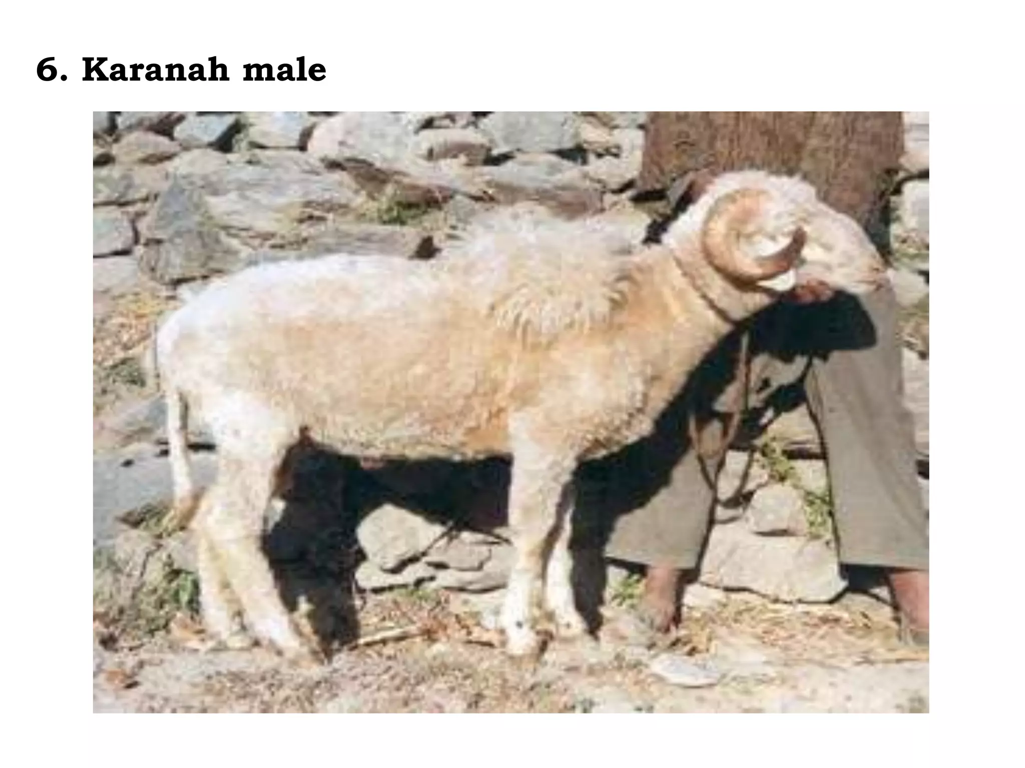 6. Karanah male
 
