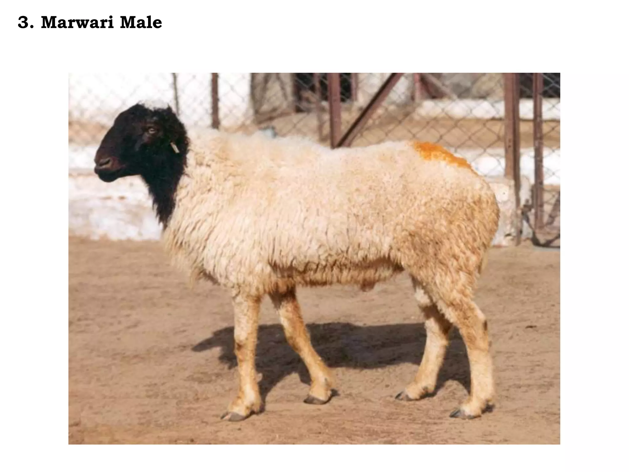 3. Marwari Male
 