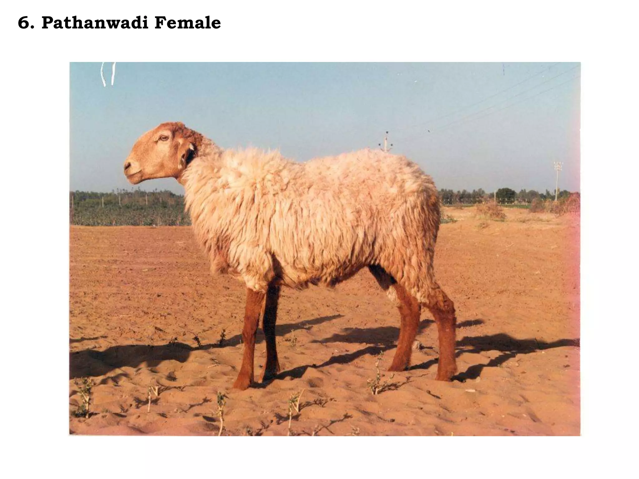 6. Pathanwadi Female
 