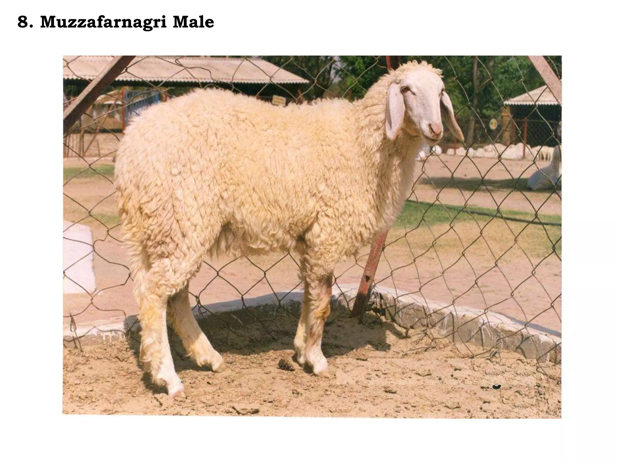 8. Muzzafarnagri Male
 