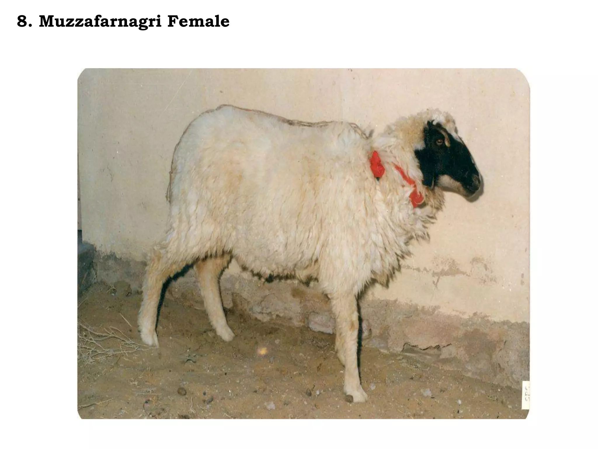 8. Muzzafarnagri Female
 