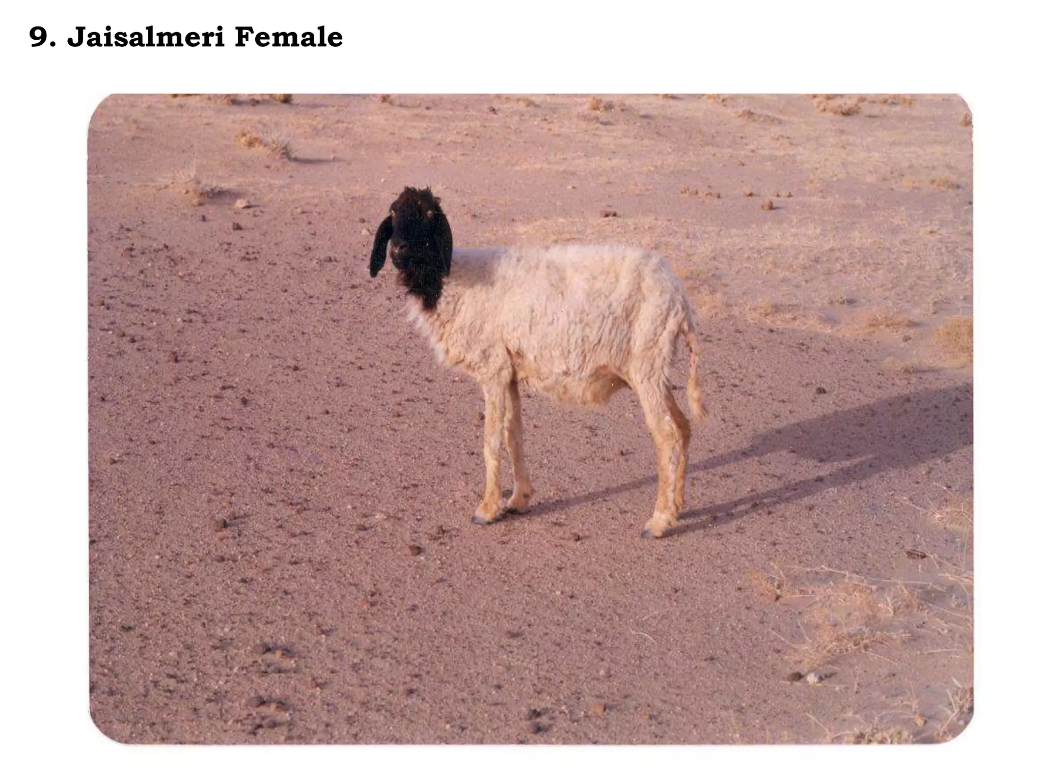 9. Jaisalmeri Female
 
