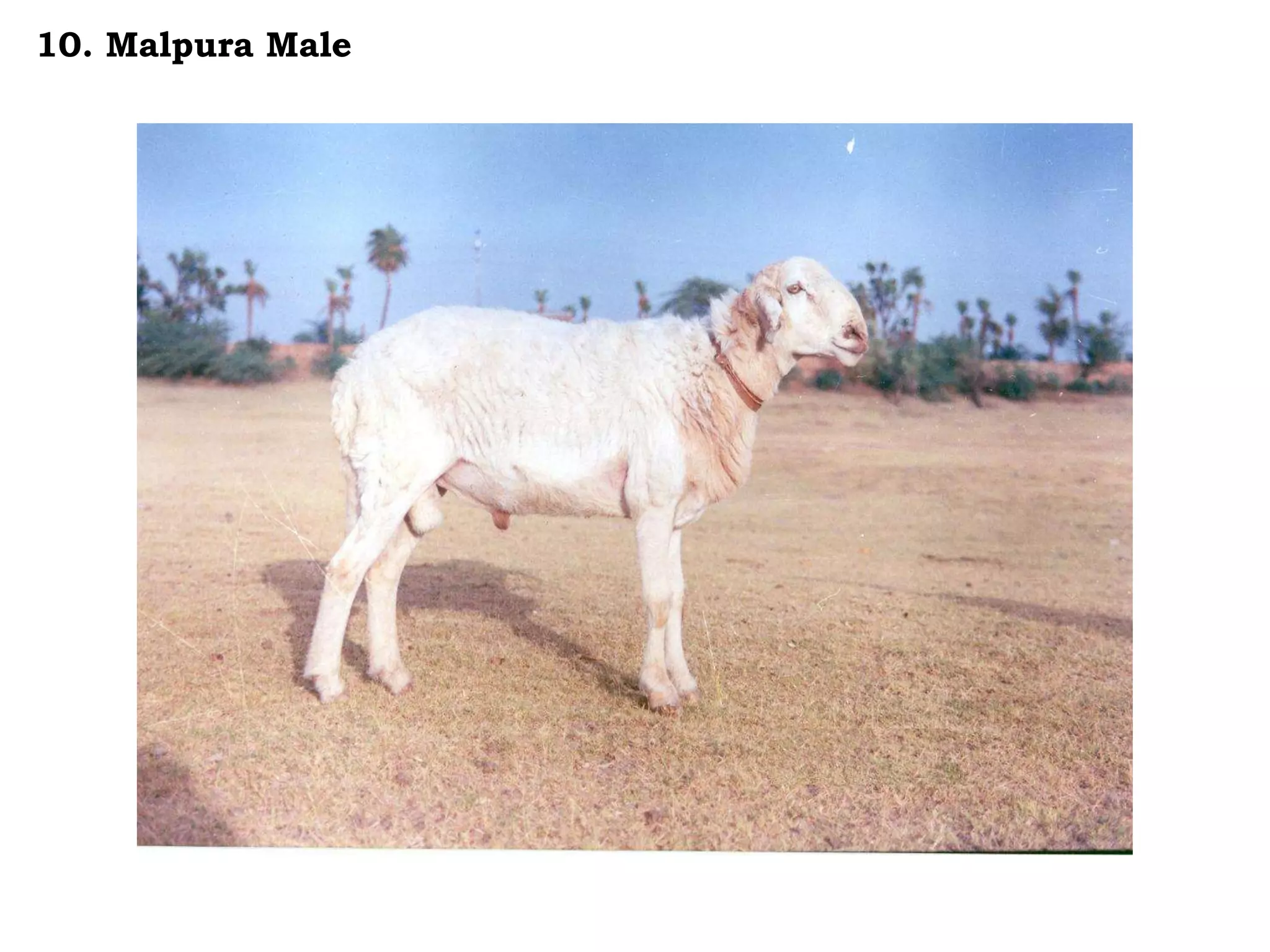 10. Malpura Male
 
