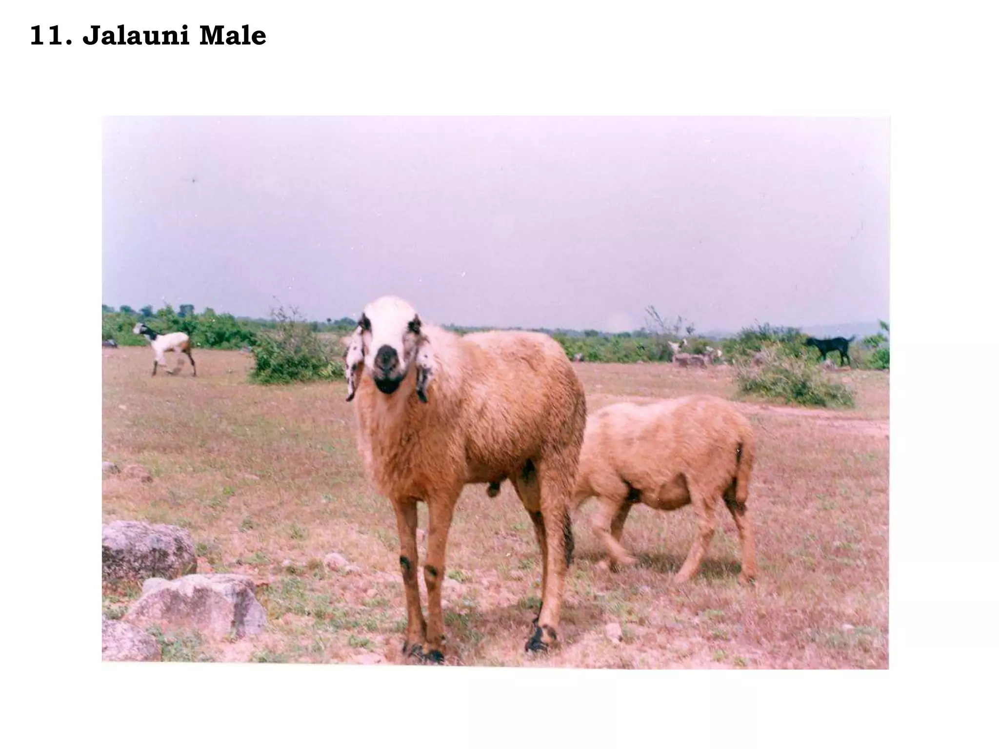 11. Jalauni Male
 