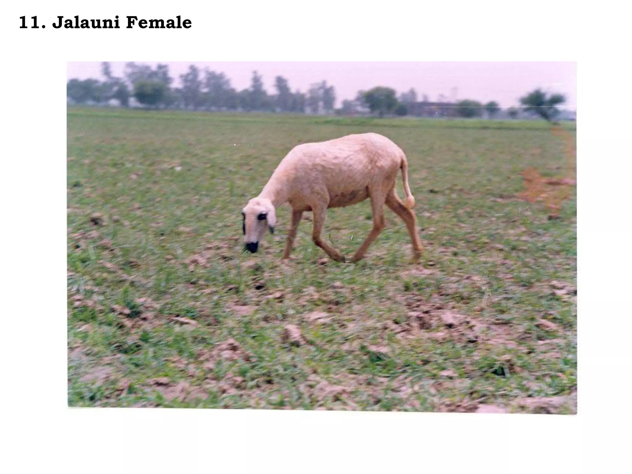 11. Jalauni Female
 