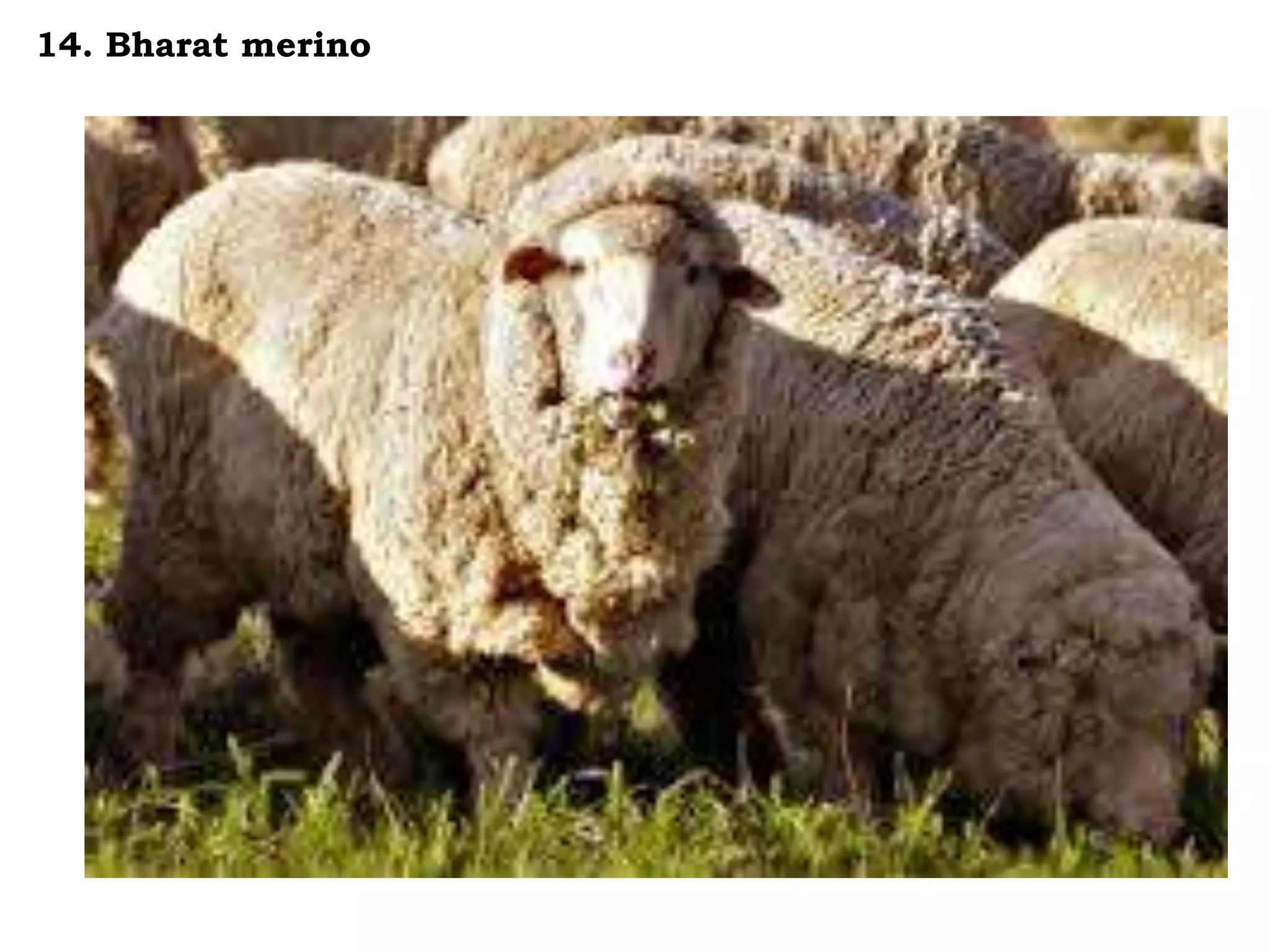 14. Bharat merino
 