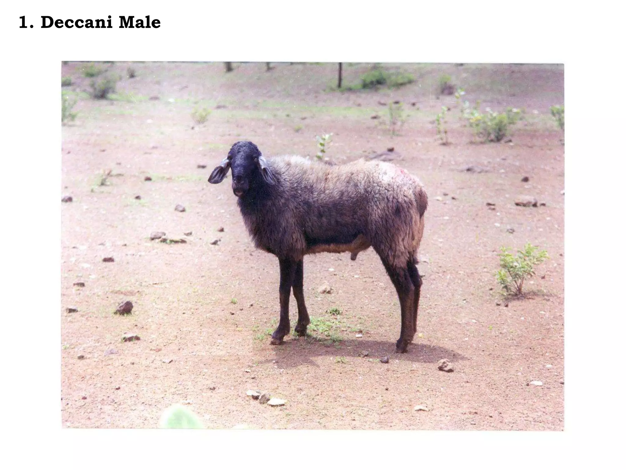 1. Deccani Male
 