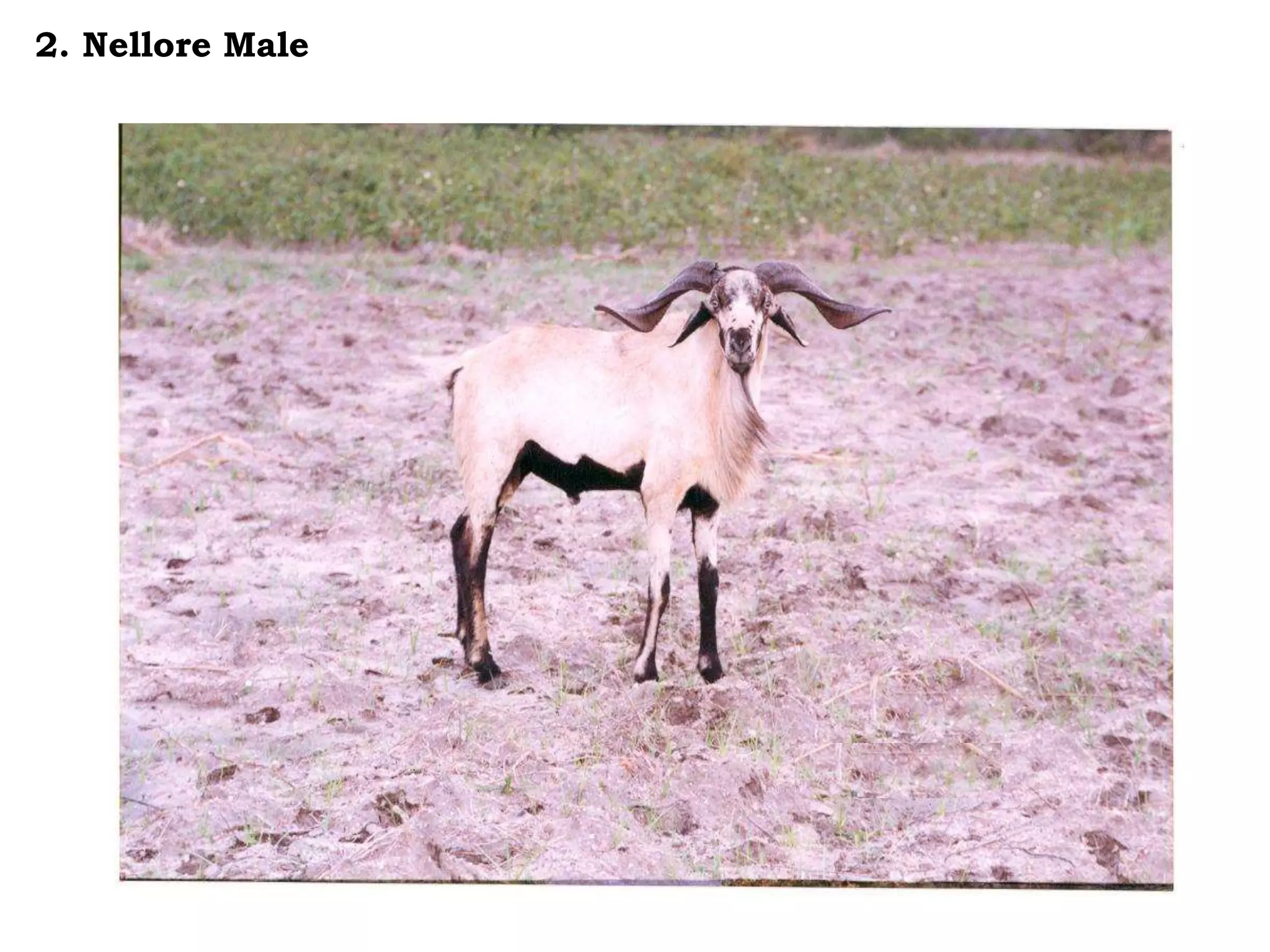 2. Nellore Male
 