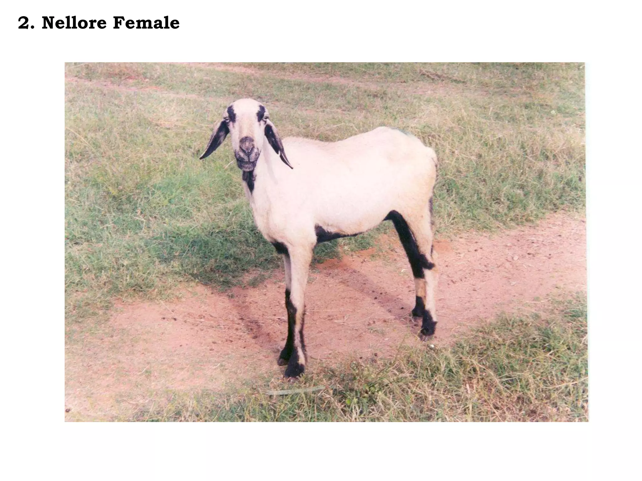2. Nellore Female
 