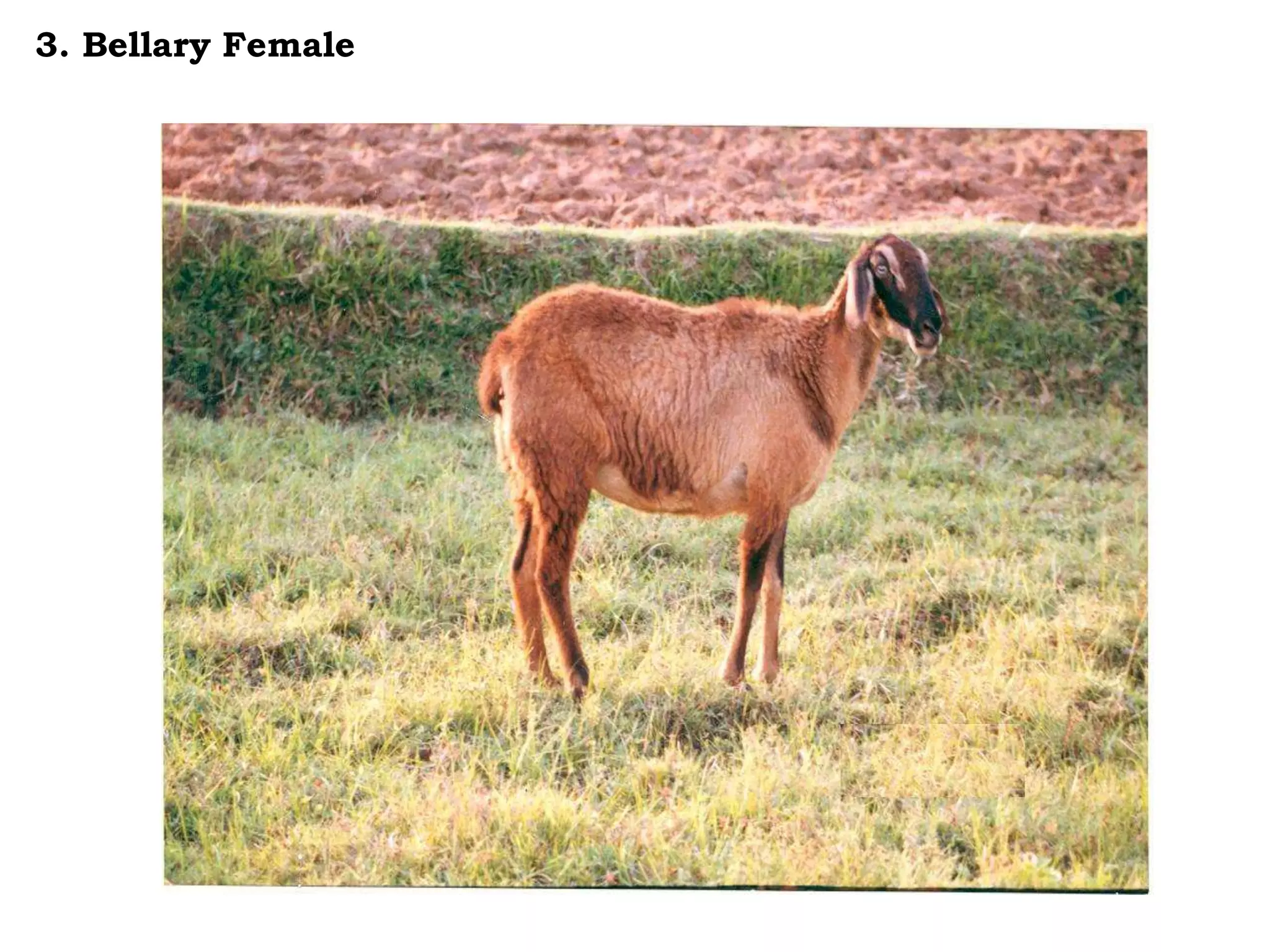 3. Bellary Female
 