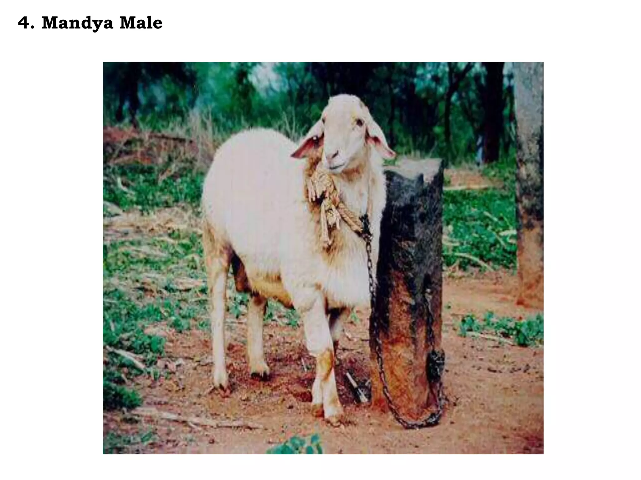 4. Mandya Male
 