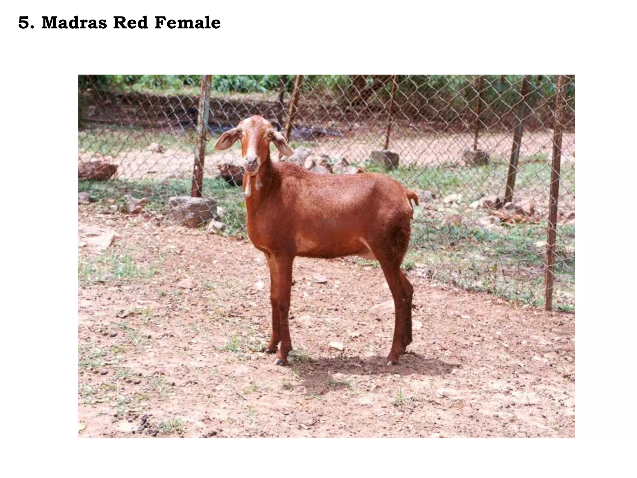 5. Madras Red Female
 