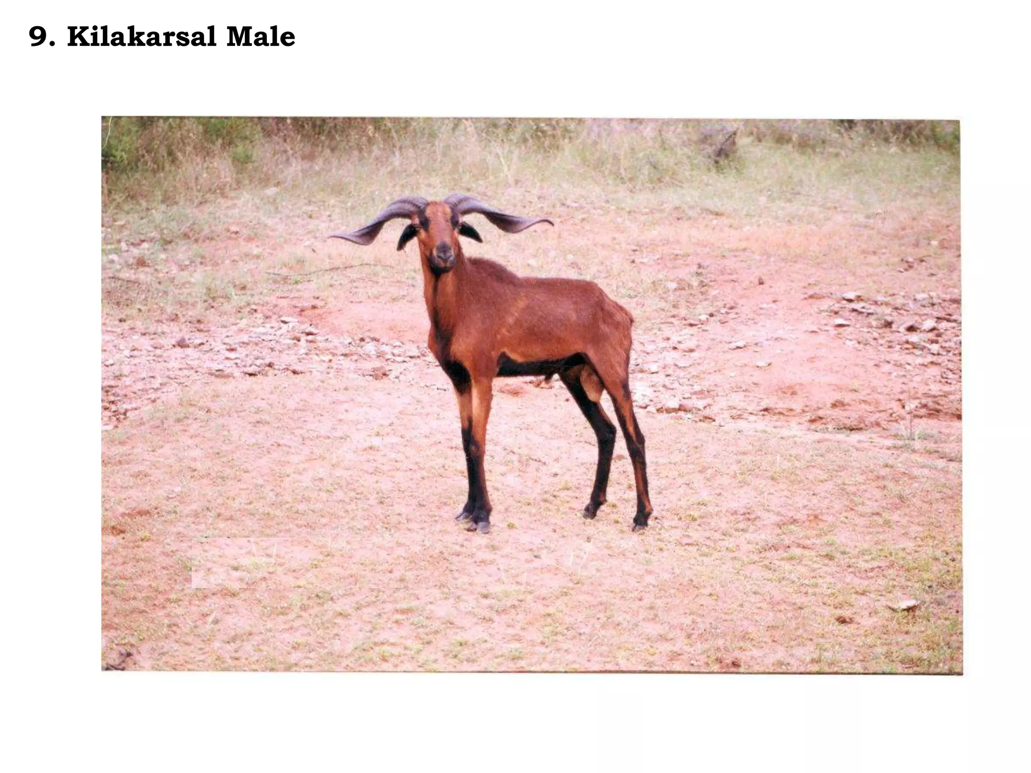 9. Kilakarsal Male
 