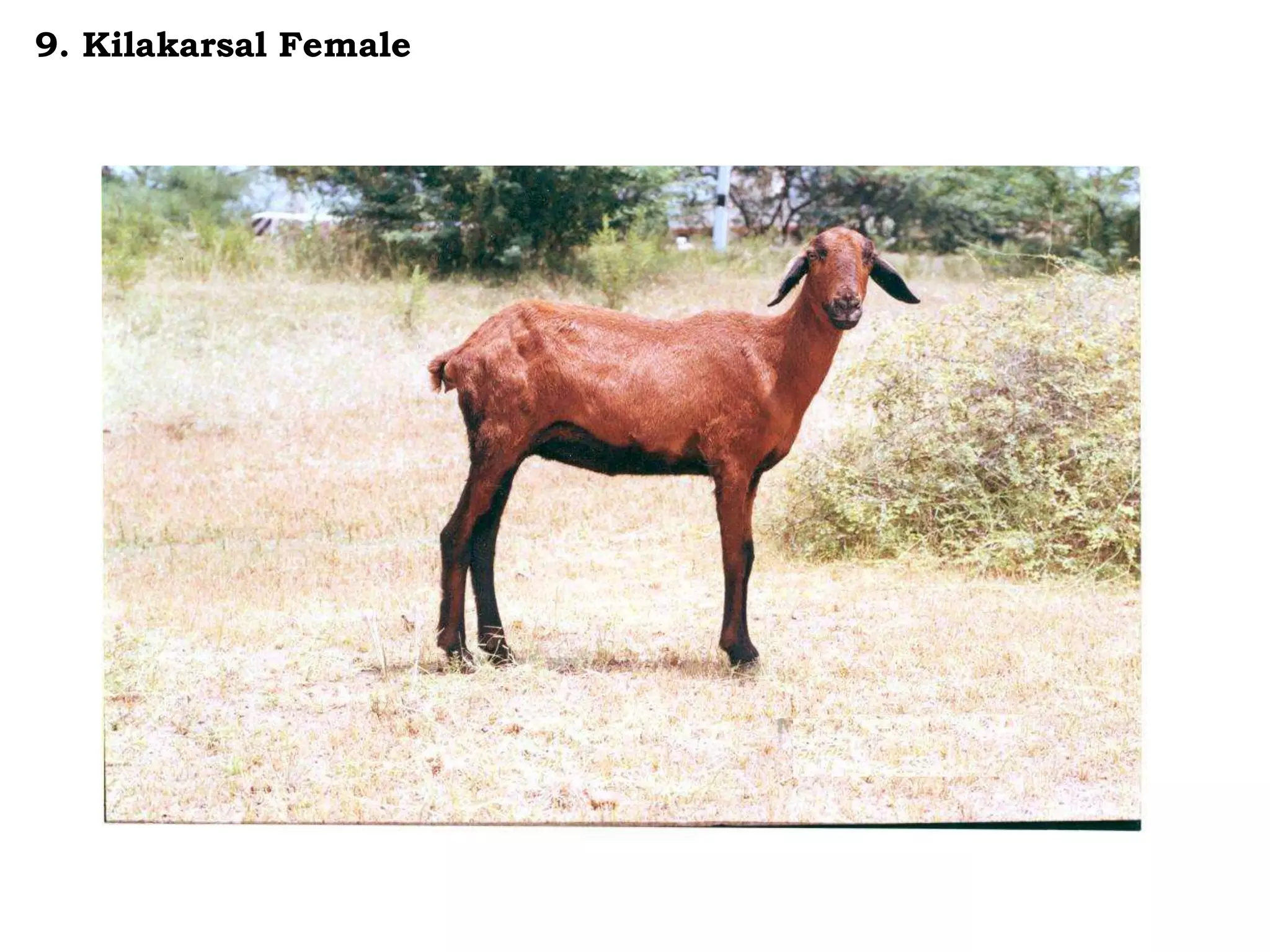 9. Kilakarsal Female
 