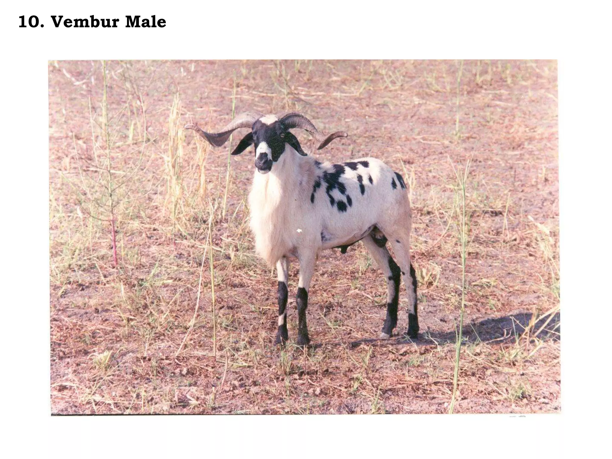 10. Vembur Male
 
