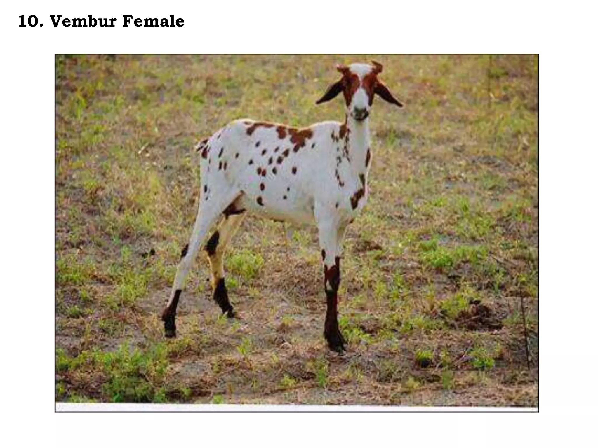 10. Vembur Female
 