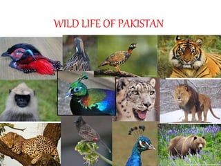 WILD LIFE OF PAKISTAN
 