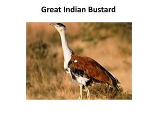 Great Indian Bustard
 
