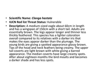 • Scientific Name: Clanga hastate
• IUCN Red list Threat Status: Vulnerable
• Description: A medium-sized eagle about 60cm in length
and has a wingspan of 150cm with a short tail. Adults are
essentially brown. The legs appear longer and thinner less
thickly feathered. This species has a lighter coloration
overall compared to its relatives with a darker iris that
makes the eyes appear darker than the plumage. The
young birds are giving a spotted appearance glossy brown.
Tips of the head and neck feathers being creamy. The upper
tail coverts are light brown with white giving a barred
appearance. The median coverts have large creamy spots.
After about eighteen months the bird moults and becomes
a darker shade and has less spots.
 