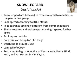 SNOW LEOPARD
(Uncial uncia)
• Snow leopard not believed to closely related to members of
the pantherine group
• Endangered according to IUCN status.
• In appearance strikingly different from common leopard
• Similar rosettes and broken spot markings, spaced further
apart
• Fur long and woolly
• Body size can be up to 1.3m length
• weight up to around 70kg
• Long tail of 900cm
• Restricted to high mountains of Central Asia, Pamir, Hindu
Kush, and Karakorum & Himalayan.
 