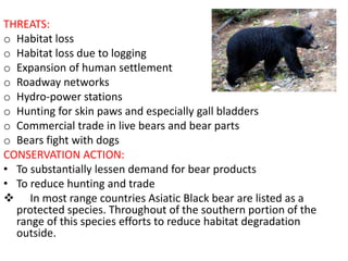THREATS:
o Habitat loss
o Habitat loss due to logging
o Expansion of human settlement
o Roadway networks
o Hydro-power stations
o Hunting for skin paws and especially gall bladders
o Commercial trade in live bears and bear parts
o Bears fight with dogs
CONSERVATION ACTION:
• To substantially lessen demand for bear products
• To reduce hunting and trade
 In most range countries Asiatic Black bear are listed as a
protected species. Throughout of the southern portion of the
range of this species efforts to reduce habitat degradation
outside.
 
