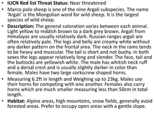 • IUCN Red list Threat Status: Near threatened
• Marco polo sheep is one of the nine Argali subspecies. The name
‘Argali' is the Mongolian word for wild sheep. It is the largest
species of wild sheep.
• Description: The general coloration varies between each animal.
Light yellow to reddish brown to a dark grey brown. Argali from
Himalayas are usually relatively dark. Russian ranges argali are
often relatively pale. The legs and belly are creamy white without
any darker pattern on the frontal area. The neck in the rams tends
to be heavy and muscular. The tail is short and not bushy. In both
sexes the legs appear relatively long and slender. The face, tail and
the buttocks are yellowish white. The male has whitish neck ruff
and a dorsal crest and is usually slightly darker in color than
female. Males have two large corkscrew shaped horns.
• Measuring 6.2ft in length and Weighing up to 23kg. Males use
their horns for competing with one another. Females also carry
horns which are much smaller measuring less than 50cm in total
length.
• Habitat: Alpine areas, high mountains, snow fields, generally avoid
forested areas. Prefer to occupy open areas with a gentle slope.
 