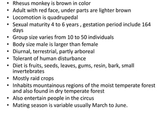 • Rhesus monkey is brown in color
• Adult with red face, under parts are lighter brown
• Locomotion is quadrupedal
• Sexual maturity 4 to 6 years , gestation period include 164
days
• Group size varies from 10 to 50 individuals
• Body size male is larger than female
• Diurnal, terrestrial, partly arboreal
• Tolerant of human disturbance
• Diet is fruits, seeds, leaves, gums, resin, bark, small
invertebrates
• Mostly raid crops
• Inhabits mountainous regions of the moist temperate forest
and also found in dry temperate forest
• Also entertain people in the circus
• Mating season is variable usually March to June.
 