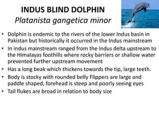INDUS BLIND DOLPHIN
Platanista gangetica minor
• Dolphin is endemic to the rivers of the lower Indus basin in
Pakistan but historically it occurred in the Indus mainstream
• In indus mainstream ranged from the Indus delta upstream to
the Himalayas foothills where rocky barriers or shallow water
prevented further upstream movement
• Has a long beak which thickens towards the tip, large teeth.
• Body is stocky with rounded belly Flippers are large and
paddle shaped, forehead is steep and poorly seeing eyes
• Tail flukes are broad in relation to body size
 