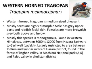 WESTERN HORNED TRAGOPAN
Tragopan melanocephar)
• Western horned tragopan is medium sized pheasant.
• Mostly sexes are highly dimorphic Male has grey upper
parts and reddish facial skin. Females are more brownish
grey both above and below.
• Mostly this species is monogamous. Found in western
Himalayas, between 8000 to12000 from Hazara Eastward
to Garhwali (Ladakh). Largely restricted to area between
Jhelum and kunhar rivers of Hazara district, found in the
forest of kaghan valley, in Machiara National park (A.K)
and Pales valley in cholistan district
 