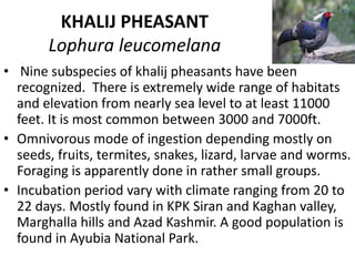 KHALIJ PHEASANT
Lophura leucomelana
• Nine subspecies of khalij pheasants have been
recognized. There is extremely wide range of habitats
and elevation from nearly sea level to at least 11000
feet. It is most common between 3000 and 7000ft.
• Omnivorous mode of ingestion depending mostly on
seeds, fruits, termites, snakes, lizard, larvae and worms.
Foraging is apparently done in rather small groups.
• Incubation period vary with climate ranging from 20 to
22 days. Mostly found in KPK Siran and Kaghan valley,
Marghalla hills and Azad Kashmir. A good population is
found in Ayubia National Park.
 