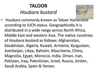 TALOOR
Houbara bustard
• Houbara commonly known as Taloor Vulnerable
according to IUCN status. Geographically it is
distributed in a wide range across North Africa,
Middle East and western Asia. The native countries
of Houbara bustard as follows: Afghanistan,
Kazakhstan, Algeria, Kuwait, Armenia, Kyrgyzstan,
Azerbaijan, Libya, Bahrain, Mauritania, China,
Magnolia, Egypt, Morocco, India, Oman, Iran,
Pakistan, Iraq, Palestinian, Israel, Russia, Jordan,
Saudi Arabia, Spain & Yemen.
 
