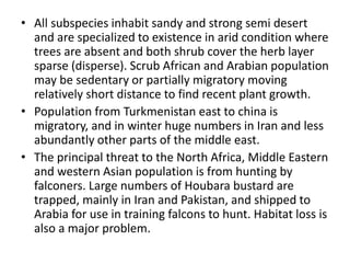 • All subspecies inhabit sandy and strong semi desert
and are specialized to existence in arid condition where
trees are absent and both shrub cover the herb layer
sparse (disperse). Scrub African and Arabian population
may be sedentary or partially migratory moving
relatively short distance to find recent plant growth.
• Population from Turkmenistan east to china is
migratory, and in winter huge numbers in Iran and less
abundantly other parts of the middle east.
• The principal threat to the North Africa, Middle Eastern
and western Asian population is from hunting by
falconers. Large numbers of Houbara bustard are
trapped, mainly in Iran and Pakistan, and shipped to
Arabia for use in training falcons to hunt. Habitat loss is
also a major problem.
 