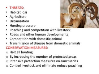 • THREATS:
• Habitat loss
• Agriculture
• Urbanization
• Hunting pressure
• Poaching and competition with livestock
• Roads and other human developments
• Competition with domestic animal
• Transmission of disease from domestic animals
CONSERVATION MEASURES:
o Halt all hunting
o By increasing the number of protected areas
o Intensive protection measures on sanctuaries
o Control livestock and eliminate reduce poaching
 