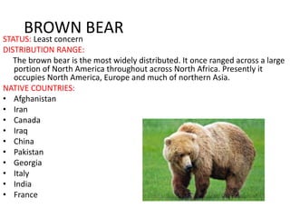 BROWN BEAR
STATUS: Least concern
DISTRIBUTION RANGE:
The brown bear is the most widely distributed. It once ranged across a large
portion of North America throughout across North Africa. Presently it
occupies North America, Europe and much of northern Asia.
NATIVE COUNTRIES:
• Afghanistan
• Iran
• Canada
• Iraq
• China
• Pakistan
• Georgia
• Italy
• India
• France
 