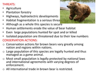 THREATS:
• Agriculture
• Plantation forestry
• Highways, hydroelectric developments
• Habitat fragmentation is a serious threat
• Although as a whole this species is secure
• Human settlements erode the value of bear habitat
• Even large populations hunted for spot and or killed
• Isolated population are threatened due to their low numbers
CONSERVATION ACTIONS:
o Conservation actions for brown bears vary greatly among
nation and regions within nations.
o Large population of this species are legally hunted and thus
managed as a game animal.
o Most small population is legally protected by national laws
and international agreements with varying degrees of
enforcement.
o All international trade in brown bear is restricted.
 