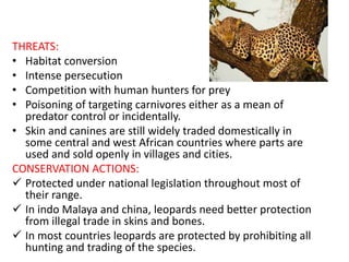 THREATS:
• Habitat conversion
• Intense persecution
• Competition with human hunters for prey
• Poisoning of targeting carnivores either as a mean of
predator control or incidentally.
• Skin and canines are still widely traded domestically in
some central and west African countries where parts are
used and sold openly in villages and cities.
CONSERVATION ACTIONS:
 Protected under national legislation throughout most of
their range.
 In indo Malaya and china, leopards need better protection
from illegal trade in skins and bones.
 In most countries leopards are protected by prohibiting all
hunting and trading of the species.
 