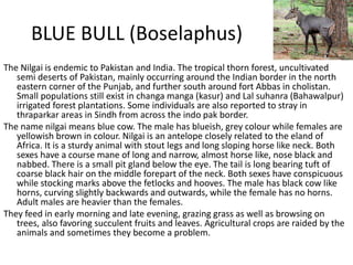 BLUE BULL (Boselaphus)
The Nilgai is endemic to Pakistan and India. The tropical thorn forest, uncultivated
semi deserts of Pakistan, mainly occurring around the Indian border in the north
eastern corner of the Punjab, and further south around fort Abbas in cholistan.
Small populations still exist in changa manga (kasur) and Lal suhanra (Bahawalpur)
irrigated forest plantations. Some individuals are also reported to stray in
thraparkar areas in Sindh from across the indo pak border.
The name nilgai means blue cow. The male has blueish, grey colour while females are
yellowish brown in colour. Nilgai is an antelope closely related to the eland of
Africa. It is a sturdy animal with stout legs and long sloping horse like neck. Both
sexes have a course mane of long and narrow, almost horse like, nose black and
nabbed. There is a small pit gland below the eye. The tail is long bearing tuft of
coarse black hair on the middle forepart of the neck. Both sexes have conspicuous
while stocking marks above the fetlocks and hooves. The male has black cow like
horns, curving slightly backwards and outwards, while the female has no horns.
Adult males are heavier than the females.
They feed in early morning and late evening, grazing grass as well as browsing on
trees, also favoring succulent fruits and leaves. Agricultural crops are raided by the
animals and sometimes they become a problem.
 