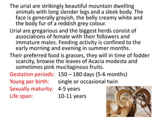 The urial are strikingly beautiful mountain dwelling
animals with long slender legs and a sleek body. The
face is generally grayish, the belly creamy white and
the body fur of a reddish grey colour.
Urial are gregarious and the biggest herds consist of
associations of female with their followers and
immature males. Feeding activity is confined to the
early morning and evening in summer months.
Their preferred food is grasses, they will in time of fodder
scarcity, browse the leaves of Acacia modesta and
sometimes pink mucilaginous fruits.
Gestation periods: 150 – 180 days (5-6 months)
Young per birth: single or occasional twin
Sexually maturity: 4-5 years
Life span: 10-11 years
 