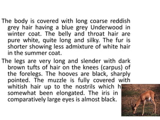 The body is covered with long coarse reddish
grey hair having a blue grey Underwood in
winter coat. The belly and throat hair are
pure white, quite long and silky. The fur is
shorter showing less admixture of white hair
in the summer coat.
The legs are very long and slender with dark
brown tufts of hair on the knees (carpus) of
the forelegs. The hooves are black, sharply
pointed. The muzzle is fully covered with
whitish hair up to the nostrils which have
somewhat been elongated. The iris in the
comparatively large eyes is almost black.
 