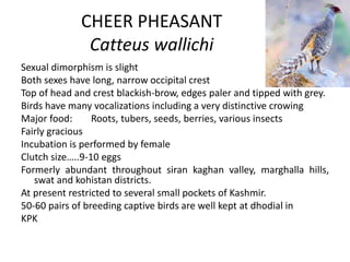 CHEER PHEASANT
Catteus wallichi
Sexual dimorphism is slight
Both sexes have long, narrow occipital crest
Top of head and crest blackish-brow, edges paler and tipped with grey.
Birds have many vocalizations including a very distinctive crowing
Major food: Roots, tubers, seeds, berries, various insects
Fairly gracious
Incubation is performed by female
Clutch size…..9-10 eggs
Formerly abundant throughout siran kaghan valley, marghalla hills,
swat and kohistan districts.
At present restricted to several small pockets of Kashmir.
50-60 pairs of breeding captive birds are well kept at dhodial in
KPK
 