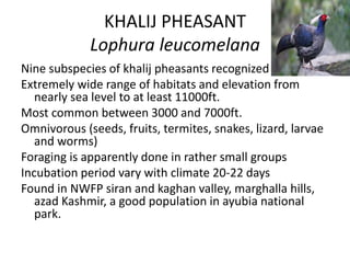 KHALIJ PHEASANT
Lophura leucomelana
Nine subspecies of khalij pheasants recognized
Extremely wide range of habitats and elevation from
nearly sea level to at least 11000ft.
Most common between 3000 and 7000ft.
Omnivorous (seeds, fruits, termites, snakes, lizard, larvae
and worms)
Foraging is apparently done in rather small groups
Incubation period vary with climate 20-22 days
Found in NWFP siran and kaghan valley, marghalla hills,
azad Kashmir, a good population in ayubia national
park.
 