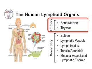 Organs of immune system | PPTX
