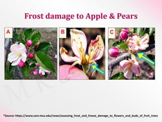 Physiology of flowering in temperate fruit crops | PPTX