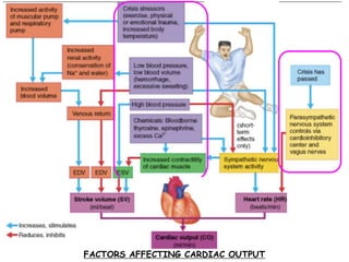 FACTORS AFFECTING CARDIAC OUTPUT
 