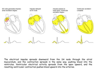 The electrical impulse spreads downward from the SA node through the atrial
myocardium, and the contraction spreads in the same way, pushing blood into the
ventricles. Ventricular electrical activity spreads from the apex upward, and the
resulting ventricular contraction pushes blood upward into the arteries.
 